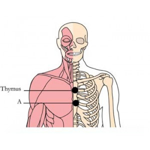 Tachyonized Lymph System Tonic OS-HLYM