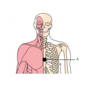 Tachyonized Restorative Nerve Preparation OS-H26