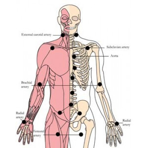 Tonique tachyonisé pour le système circulatoire OS H9