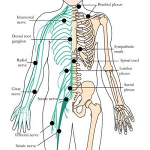 Tachyonized Restorative Nerve Preparation OS-H26